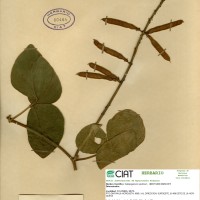 9222 herbarium