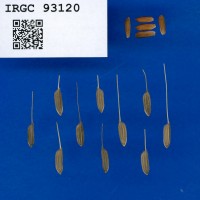 IRGC93120.jpg