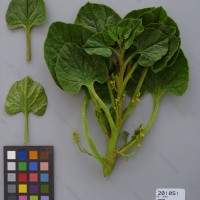 CIP 201051 Herbarium