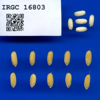 IRGC 16803 Seed Photo