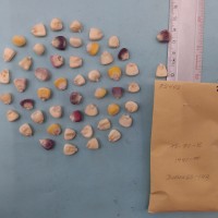 CIMMYTMA 7244 - Reference inventory.jpg