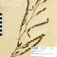 9199 herbarium