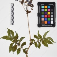 CIP 765705_RPSP 017_04.jpg