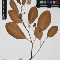 CIP 761356_OCH 11938_01.jpg