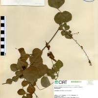 19597 herbarium