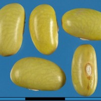 G13094 seed