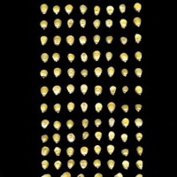 CIMMYTMA 8219 ECUA 486 TC18U-2903-15 K.jpg