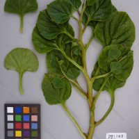 CIP 201163 Herbarium