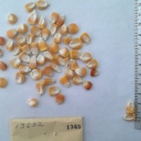 CIMMYTMA 1365 - Reference Inventory.jpg