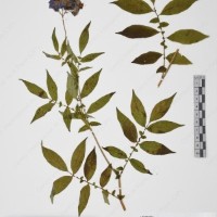 CIP 765722_RPSP 034_07.jpg