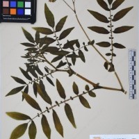 CIP 761164_OCHS 11007_20.jpg