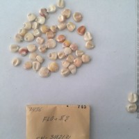 CIMMYTMA 745 - Reference Inventory.jpg