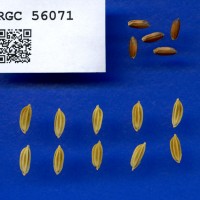 IRGC 56071 Seed Photo