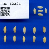 IRGC 12224 Seed Photo