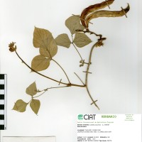 21222 herbarium
