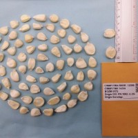 CIMMYTMA 14256 - Reference Inventory.jpg