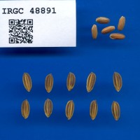 IRGC 48891 Seed Photo