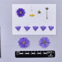 CIP 761504_OCHS 13141_med_F(i).jpg