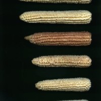 CIMMYTMA 4987 BRAZ 2144 AF20A-0903-191 C.jpg