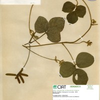 9305 herbarium
