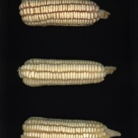 CIMMYTMA 6140 BRAZ 1719 AF22A-0903-73 E1_compress.jpg