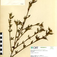 133 herbarium