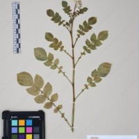 CIP 761452_OCH 12089_07.jpg