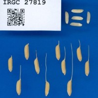 IRGC27819.jpg