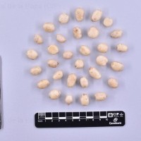 CIP 762337_OCHS 15604_acl_T.jpg