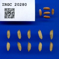 IRGC 20280 Seed Photo