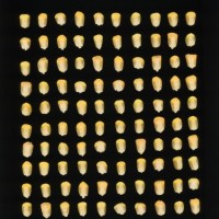 CIMMYTMA 7483 BRAZ 1173 AF22A-0903-120 K_compress.jpg