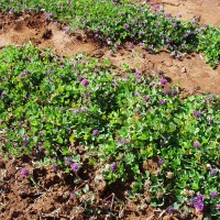 Trifolium mattorolianum 9997.JPG