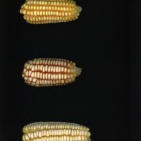 CIMMYTMA 2267 OAXA 28 PV22A-1903-119 E1250 _compress.jpg