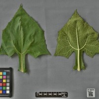 CIP 205019 (leaf).jpg