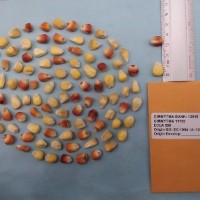 CIMMYTMA 11735 - Reference Inventory.jpg