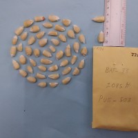 CIMMYTMA 7712 - Reference inventory.jpg