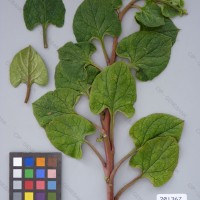 CIP 201367 Herbarium