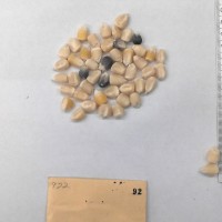 CIMMYTMA 92 - Reference Inventory.jpg