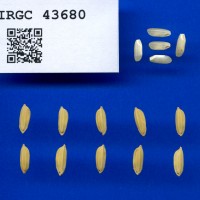 IRGC 43680 Seed Photo
