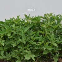 CIP 420928 (plant).jpg