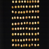 CIMMYTMA 1310 HAITA 29 AF21A 0903 88 K1240 _compress.jpg