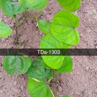 TDa-1303.jpg
