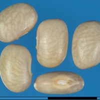 G1843 seed.jpg