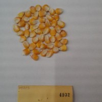 CIMMYTMA 4932 - Reference Inventory.jpg