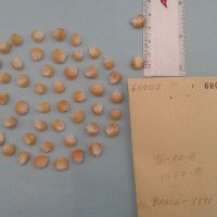 CIMMYTMA 6000 - Reference Inventory.jpg