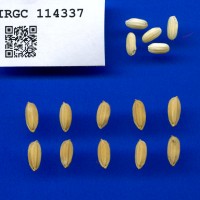 IRGC 114337 Seed Photo