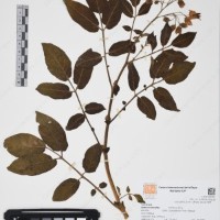 CIP 761396_OCH 12017_031.jpg