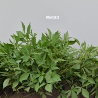 CIP 420822 (plant).jpg