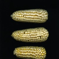 CIMMYTMA 24597 MEXI 679 TC24U-2903-193 E1.jpg