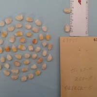 CIMMYTMA 6398 - Reference Inventory.jpg